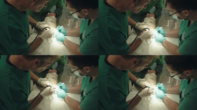 高加索兽医在兔子身上做手术
