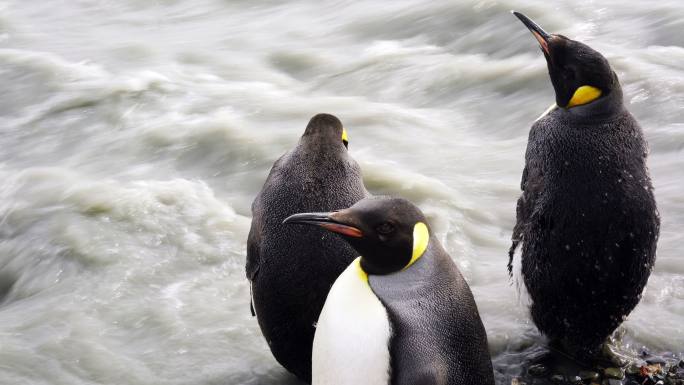 企鹅王极地冰川融化温室效应