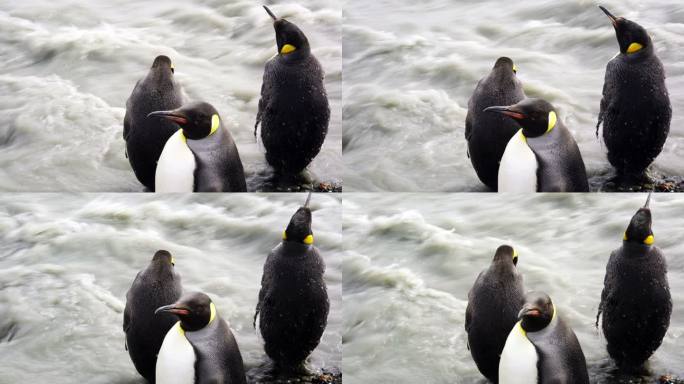 企鹅王极地冰川融化温室效应