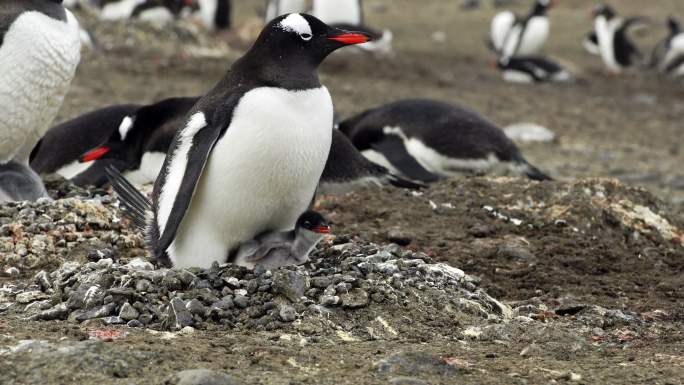 企鹅与雏鸟在巢企鹅南极冰雪冰天雪地