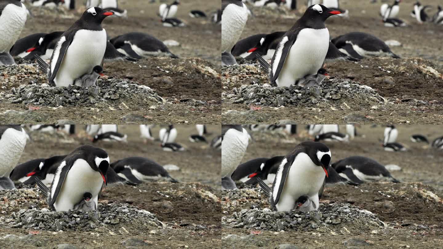 企鹅与雏鸟在巢企鹅南极冰雪冰天雪地