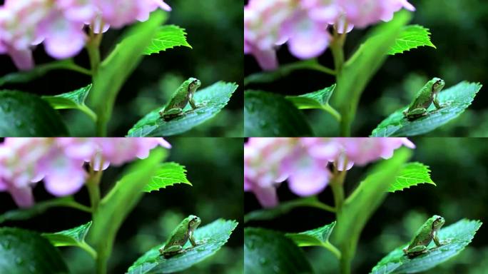 坐在绣球花叶子上的青蛙