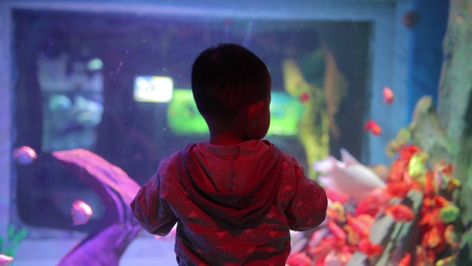 小男孩在水族馆里看鱼