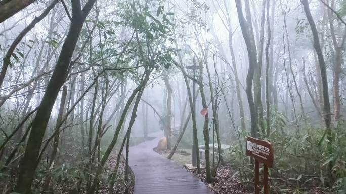 大明山养生之旅穿越天然氧吧