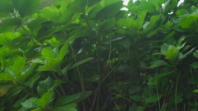 绿色植物 TVC短片唯美意境清新自然4K