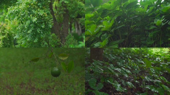 绿色植物 TVC短片唯美意境清新自然4K