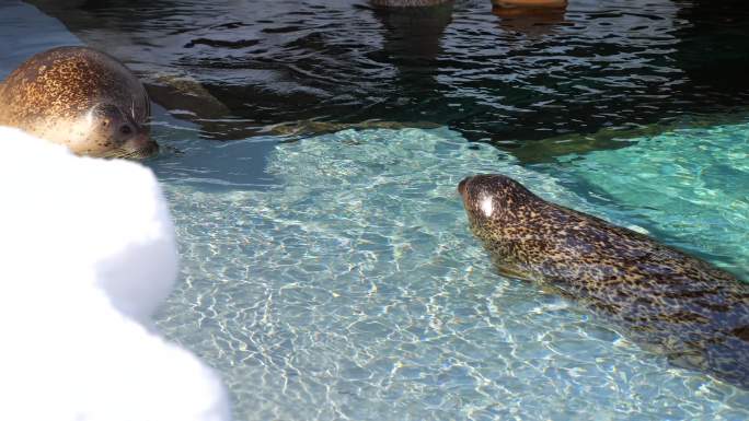 海豹躺在水中水族馆动物园海底世界长隆海洋