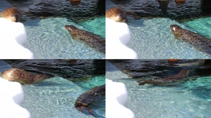 海豹躺在水中水族馆动物园海底世界长隆海洋