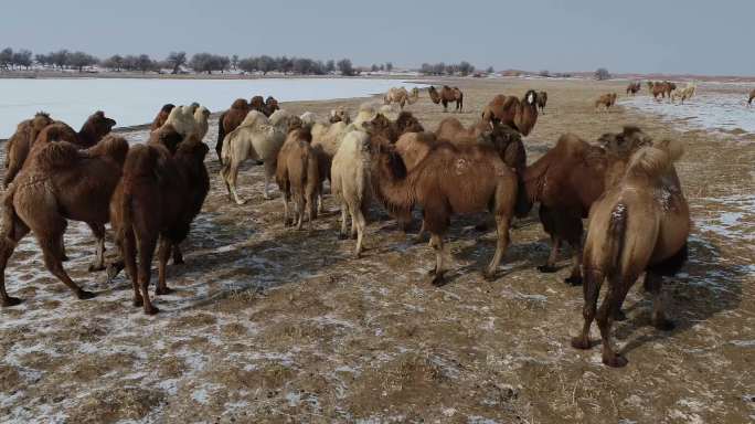 乌兰湖边的骆驼群