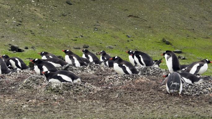 企鹅与雏鸟在巢帝企鹅群交配孵化繁殖