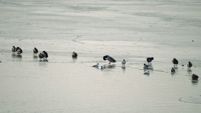 寒冬-正在求偶的斑头秋沙鸭
