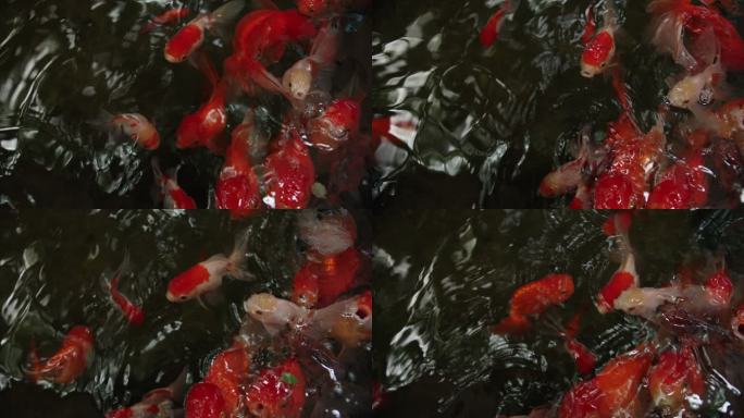 金鱼在水边游泳觅食
