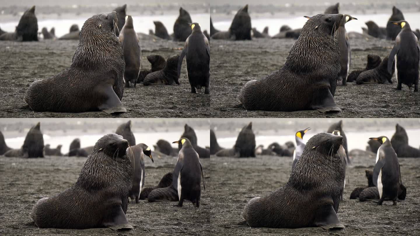 南极鲸鱼湾的毛皮海豹