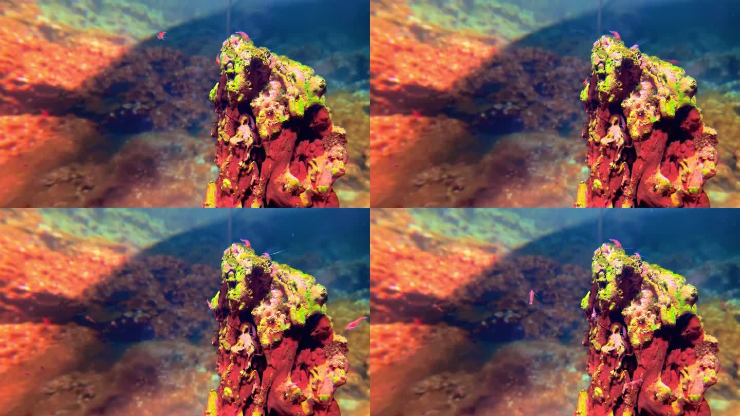 鱼缸。养鱼缸鱼缸景观造景红色礁石