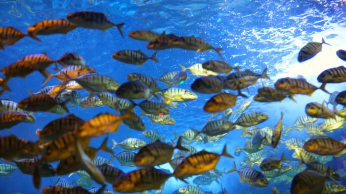金色的鱼鱼群海洋生物自由自在