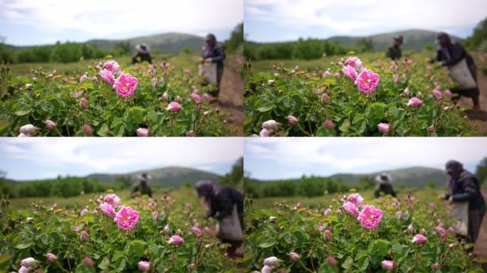 农民们正在收割伊斯帕尔塔油玫瑰。