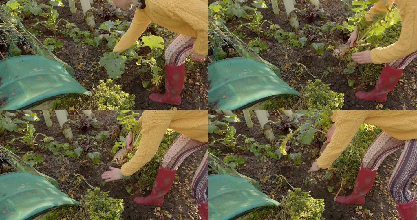 收割萝卜外国农民拔萝卜生态绿色