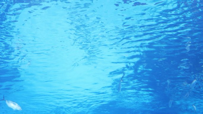 水族馆里有一群鱼蓝色水面波纹梦幻海底银色