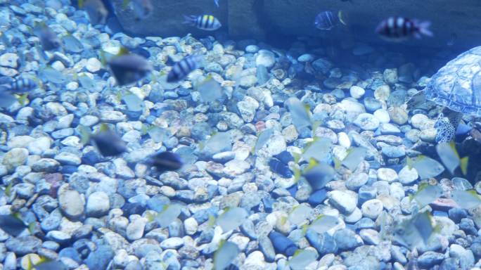 水族馆里有一群鱼梦幻海底世界鱼缸水族馆海
