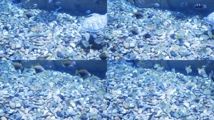 水族馆里有一群鱼梦幻海底世界鱼缸水族馆海