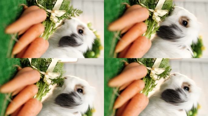 兔子吃胡萝卜蔬菜的垂直视频。