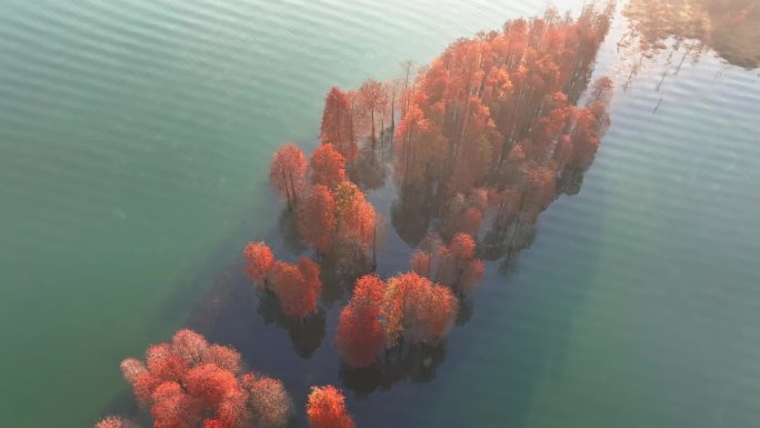 【4K正版】俯拍秋天湖面红色水杉林04
