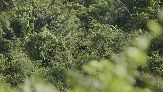 大犀鸟在森林中飞行，慢动作