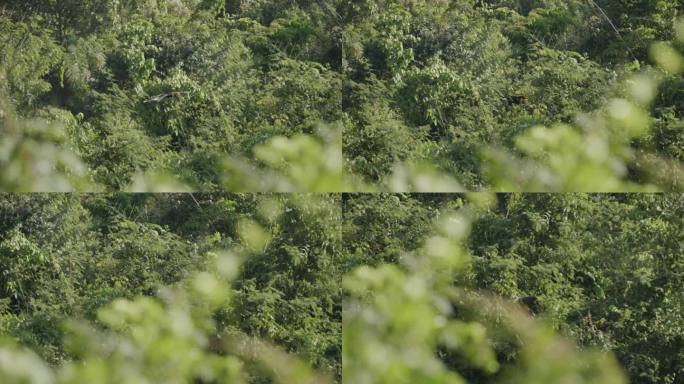 大犀鸟在森林中飞行，慢动作