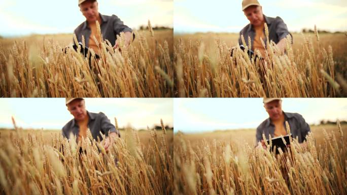 麦田里的农民收获季节查看麦子成熟情况丰收