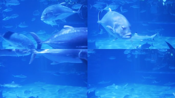 水族馆里有一群鱼蓝色海底波纹光影梦幻海底