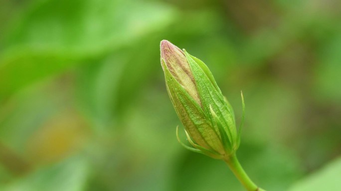 红芙蓉花蕾红芙蓉花蕾含苞待放鲜花卉