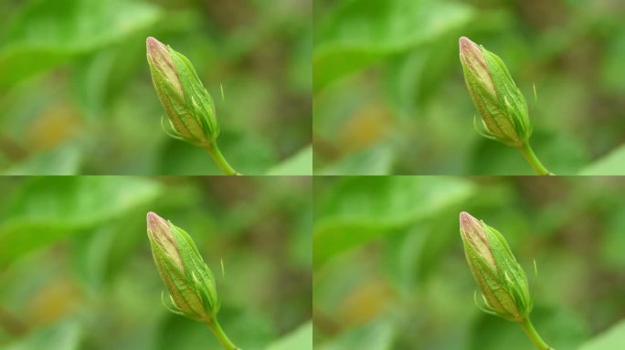 红芙蓉花蕾红芙蓉花蕾含苞待放鲜花卉