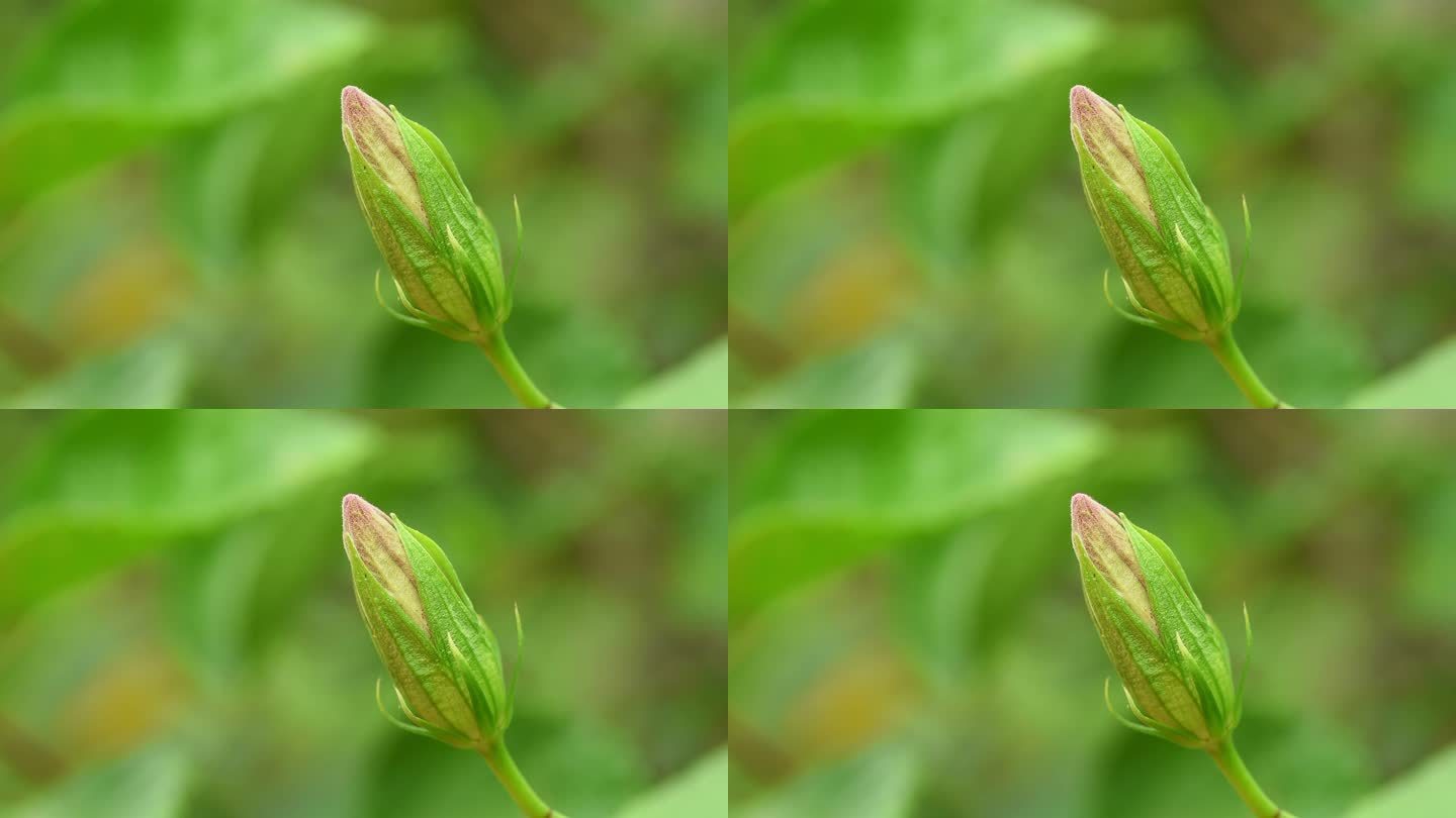 红芙蓉花蕾红芙蓉花蕾含苞待放鲜花卉