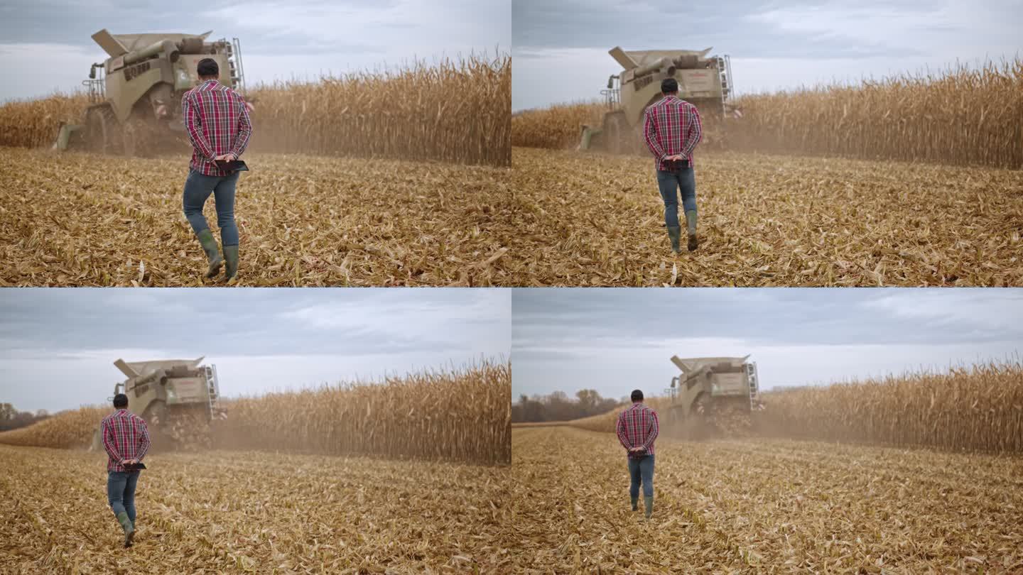 农民步行和联合收割机收割玉米作物的后视图