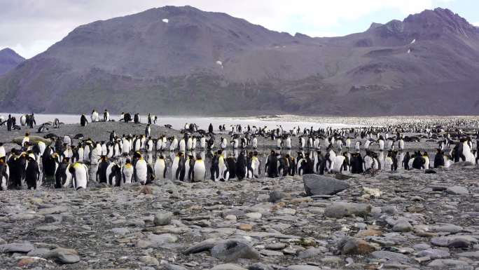 企鹅王企鹅南极冰雪冰天雪地