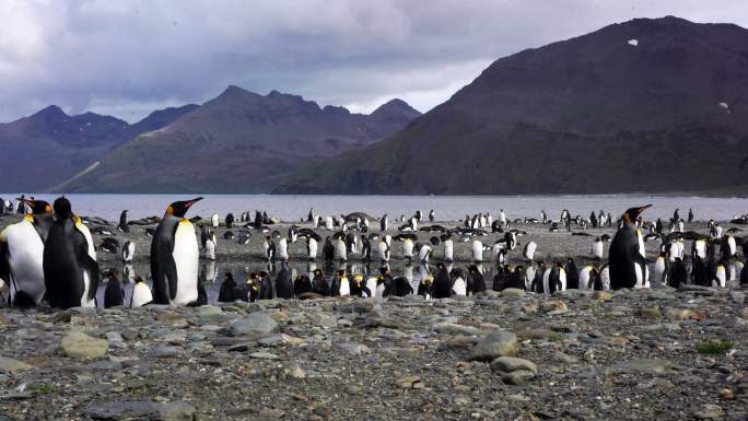 帝企鹅殖民地雪山南极冰天气