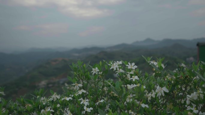 栀子花延时