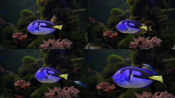 一条美丽的蓝塘鱼的特写