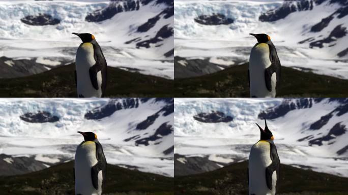 国王企鹅企鹅南极冰雪冰天雪地