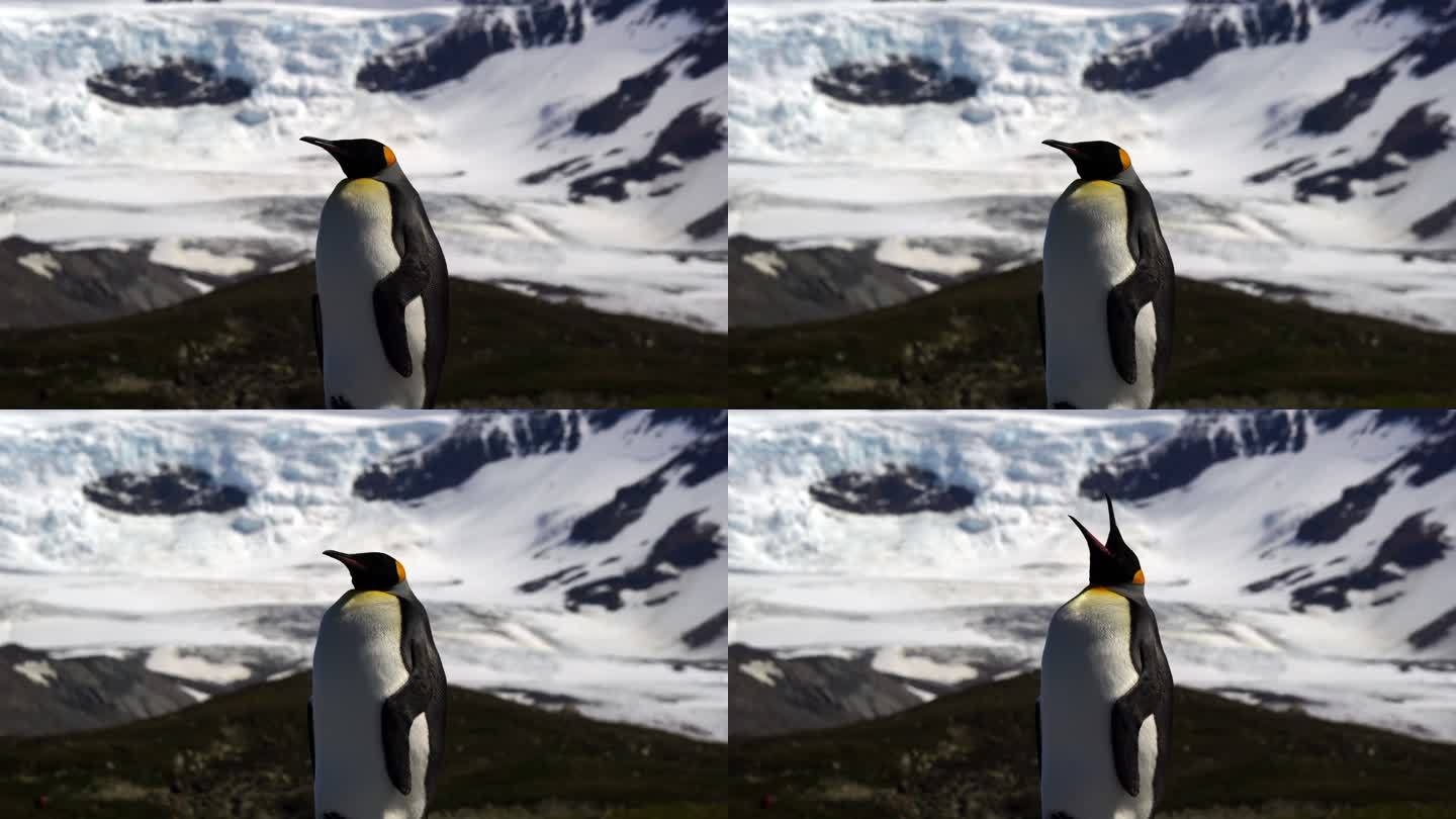 国王企鹅企鹅南极冰雪冰天雪地