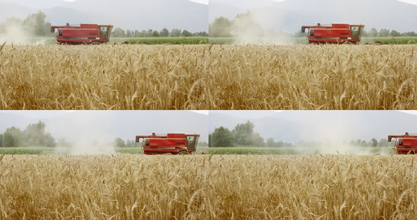 LD红色联合收割机收割小麦