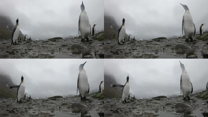 南乔治亚企鹅——企鹅王的殖民地