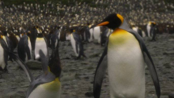 南乔治亚企鹅——企鹅王的殖民地