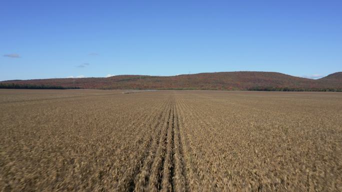 秋季玉米田、北方多色森林和山地农业鸟瞰图