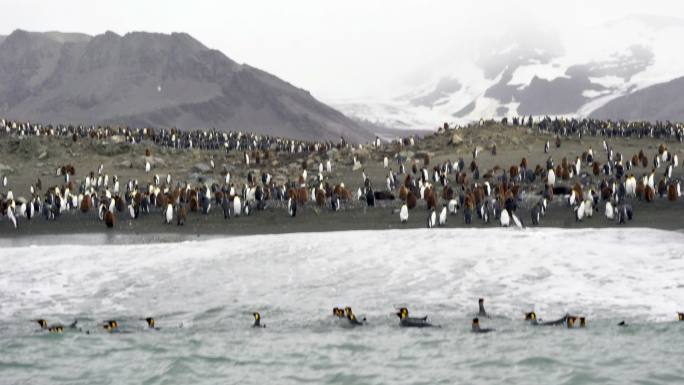 企鹅王帝企鹅南级企鹅迁徙