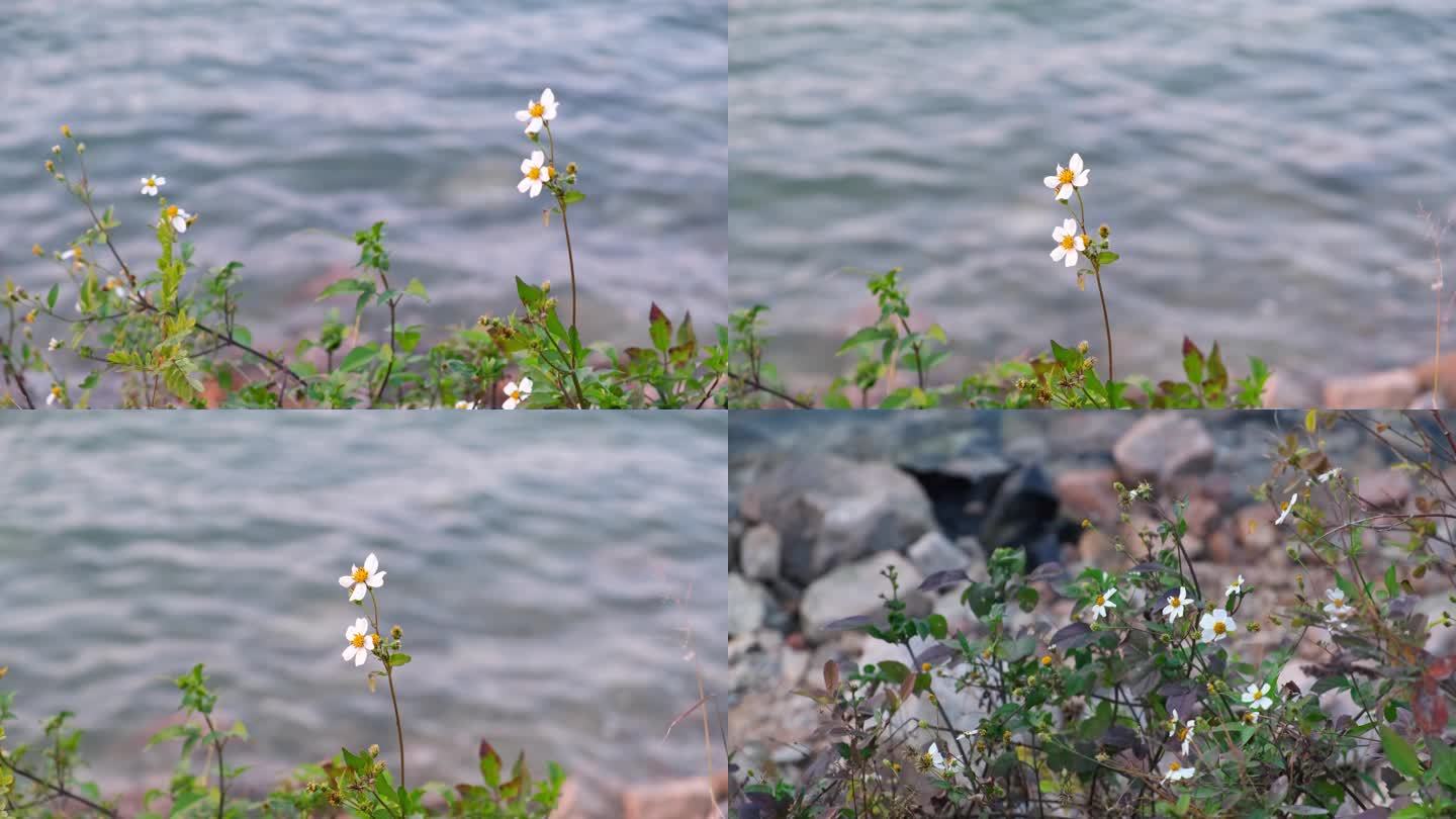 春天 花朵在风中摇曳