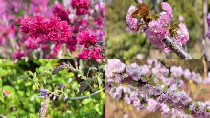春暖花开、各种鲜花盛开、花视频素材