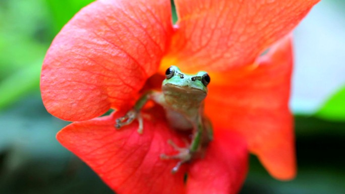 青蛙坐在花上小青蛙田娃鲜艳花朵