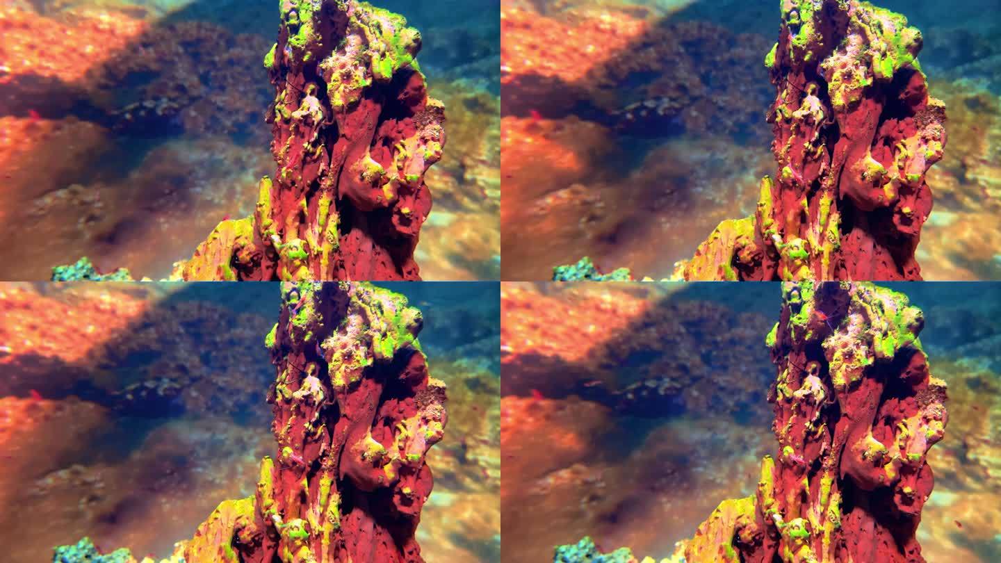 鱼缸。养鱼缸鱼缸景观造景红色礁石