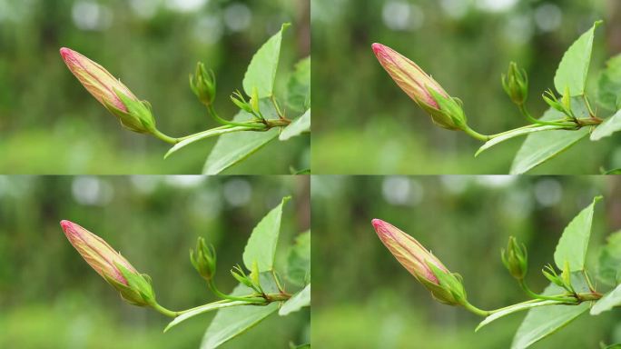 红芙蓉花蕾红芙蓉花蕾含苞待放鲜花卉